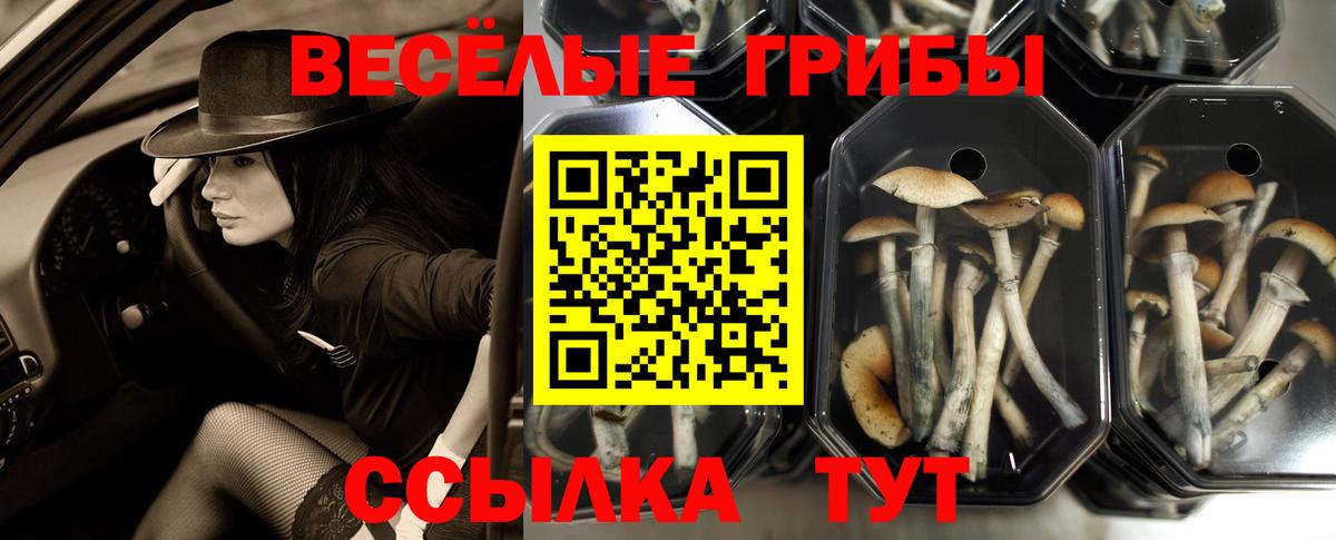 Кемерово  Псилоцибиновые грибы MAGIC MUSHROOMS  Вход с VPN 